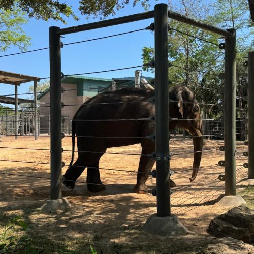 Elefant