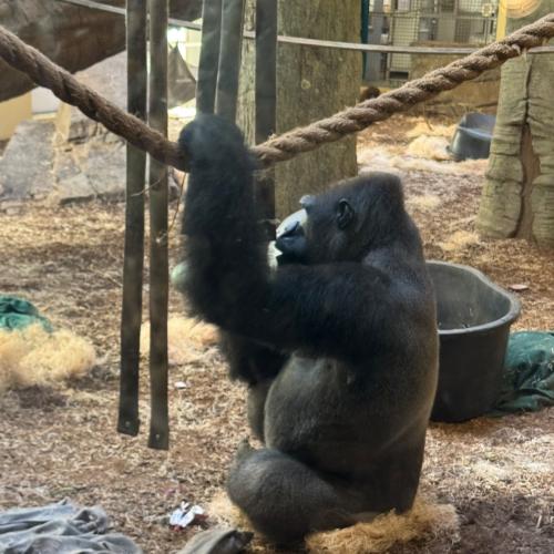 Gorilla