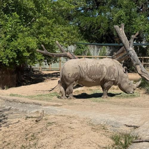 Nashorn