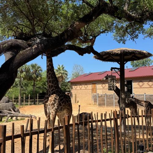 Giraffe