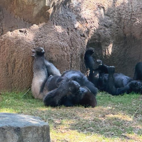 Gorilla