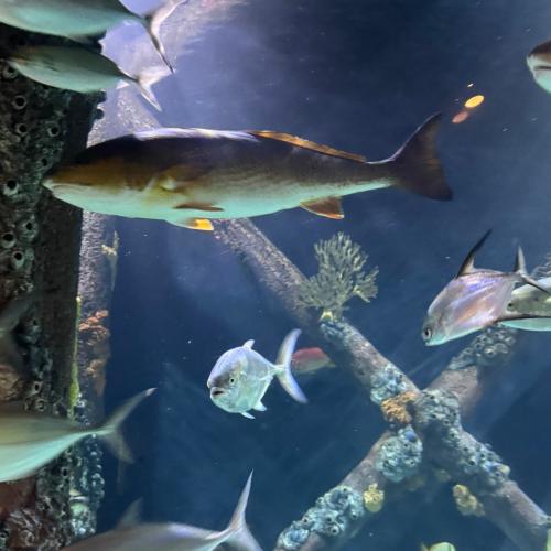 Fish