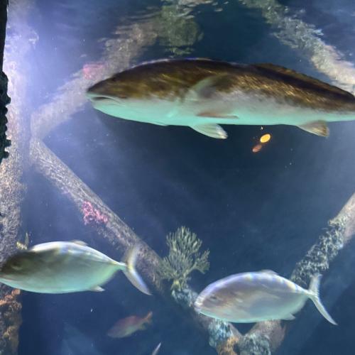 Fisch