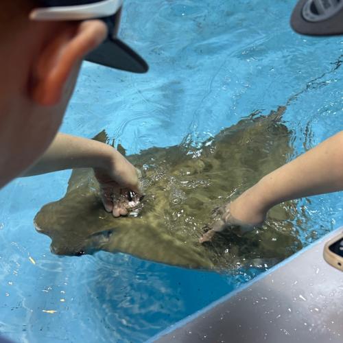 Stingray