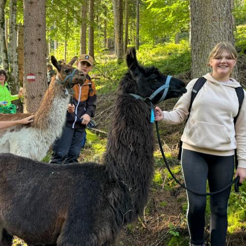 lama