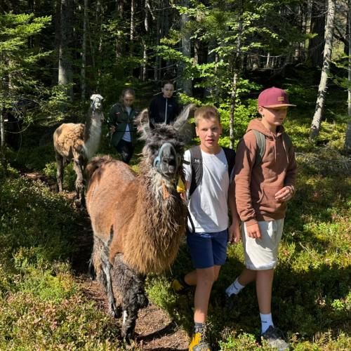 lama