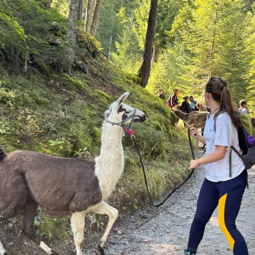 lama